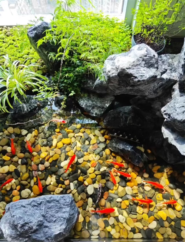 庭院小型魚池假山圖片