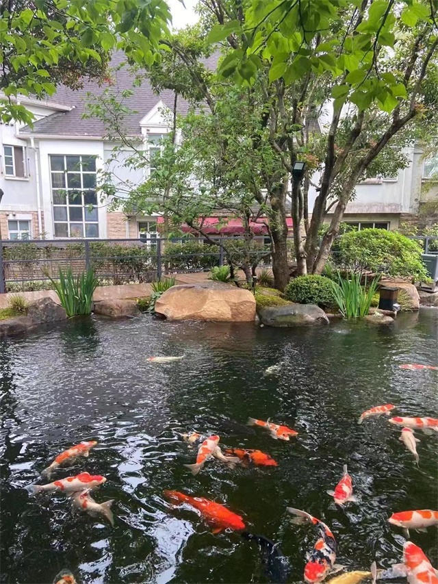 庭院魚池設(shè)計(jì)