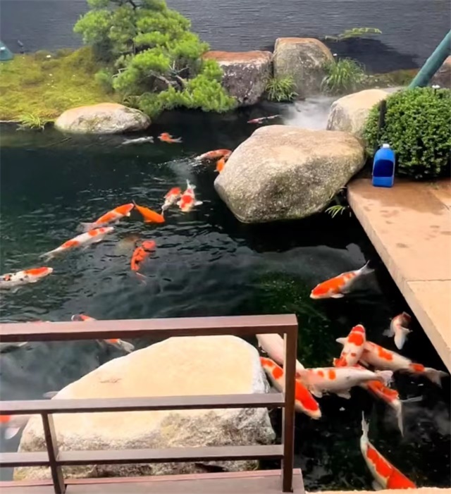 錦鯉魚池過(guò)濾系統(tǒng)多久清洗一次好 錦鯉魚池過(guò)濾系統(tǒng)多久清洗一次好